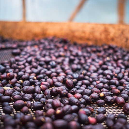 What is Specialty Coffee?